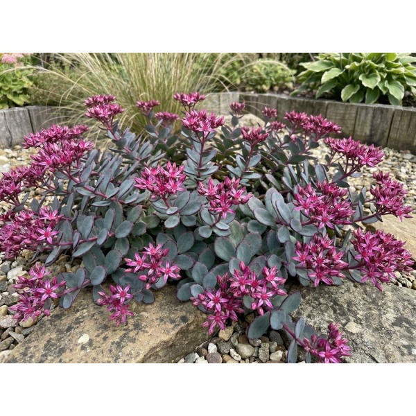 Sedum cauticola 'Lidakense'