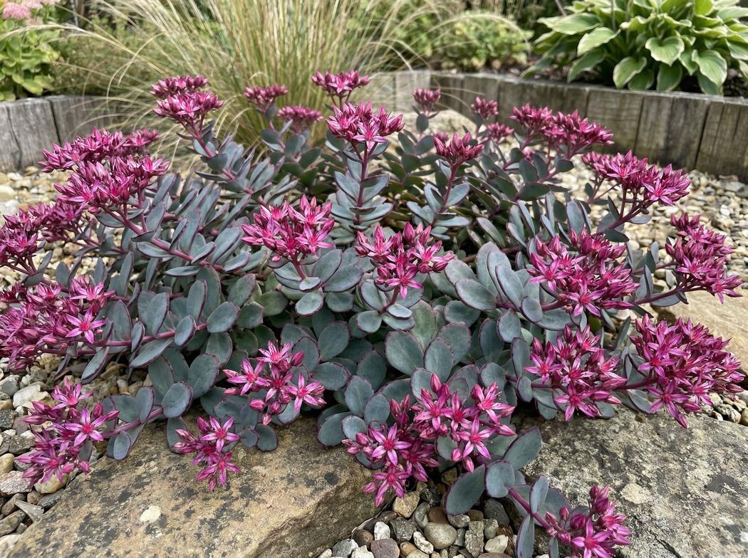 Sedum cauticola 'Lidakense'