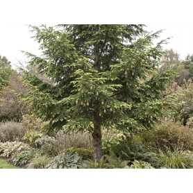 Tsuga canadensis