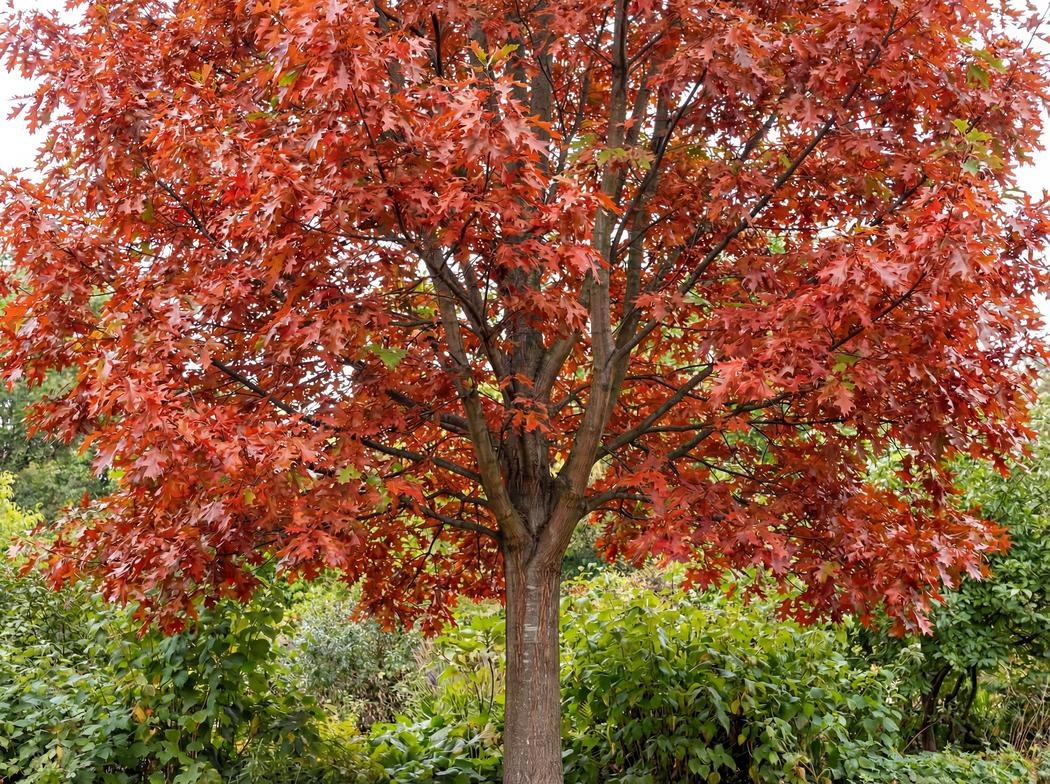Quercus rubra