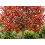 Quercus rubra