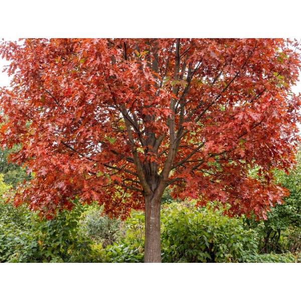 Quercus rubra