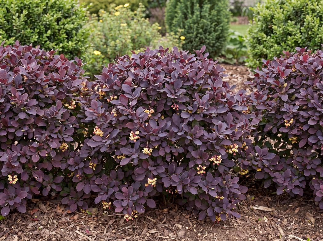 Berberis thunbergii Concorde