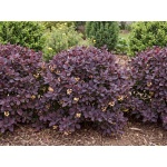 Berberis thunbergii Concorde