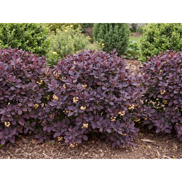 Berberis thunbergii Concorde