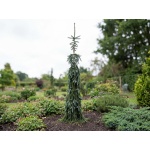 Picea omorika Pendula Bruns
