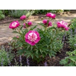 Paeonia lactiflora 'Celebrity'