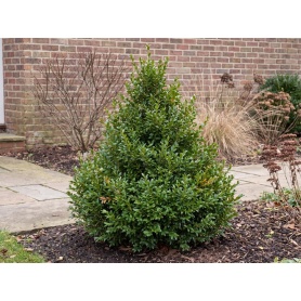 Buxus Green Mountain