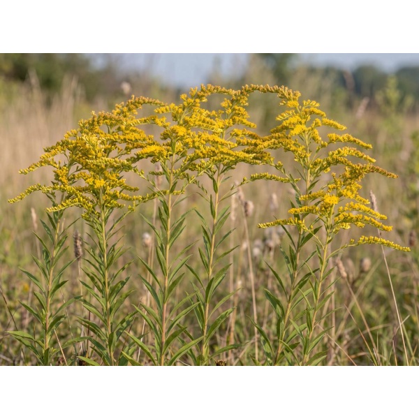 Solidago canadensis