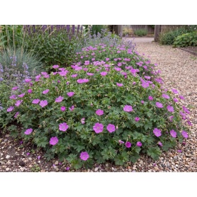 Geranium sanguineum Max Frei