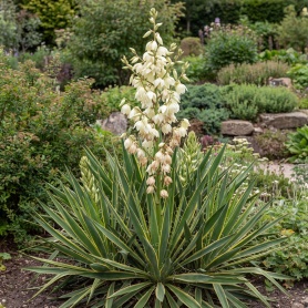 Yucca filamentosa Bright Edge