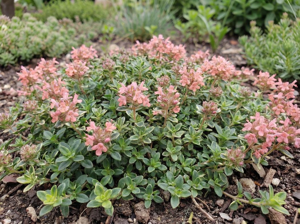 Thymus serpyllum Pink Chintz