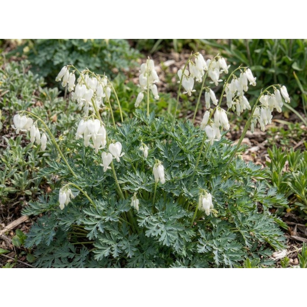 Dicentra Aurora