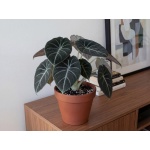 Alocasia Black Velvet