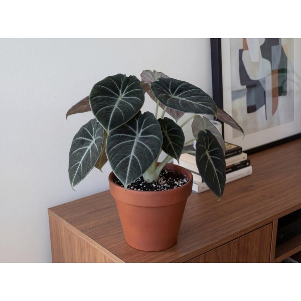 Alocasia Black Velvet