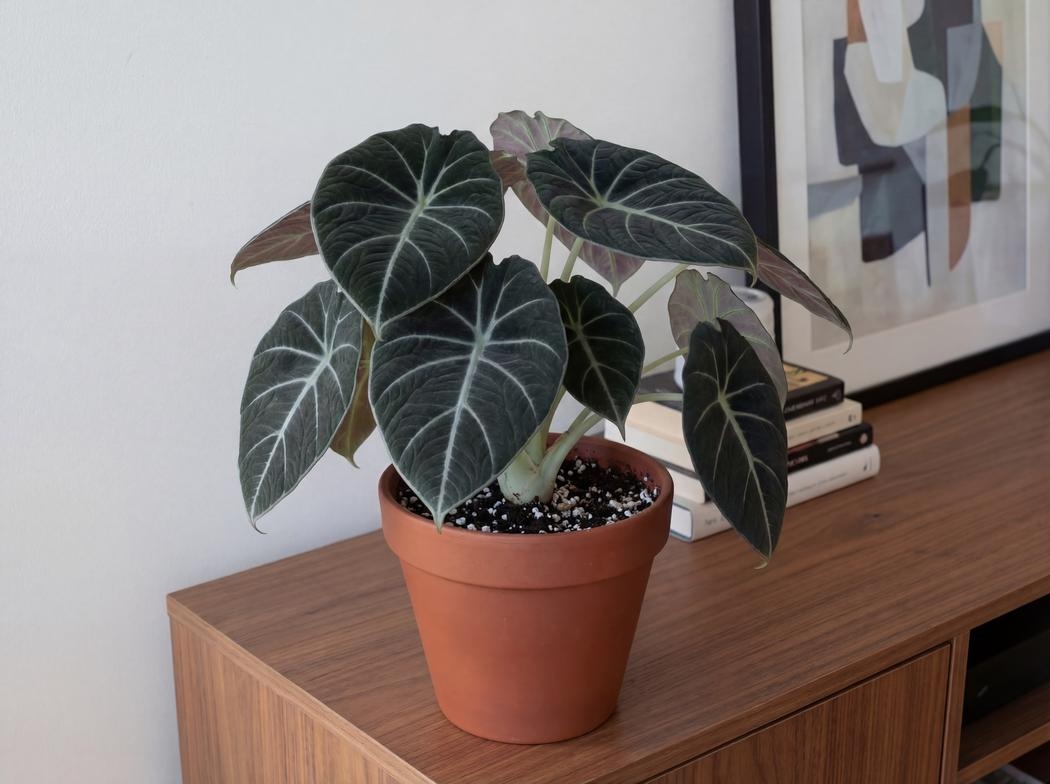 Alocasia Black Velvet