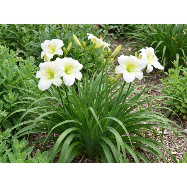 Hemerocallis Arctic Snow