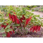 Ribes rubrum Red Lake
