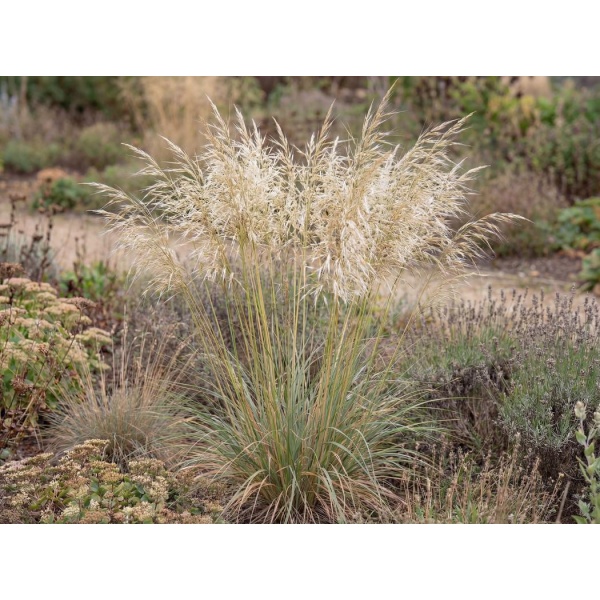 Celtica gigantea