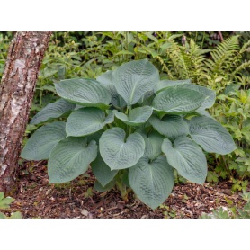 Hosta Big Daddy