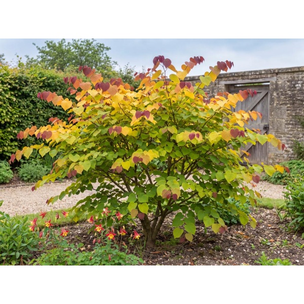 Cercis canadensis NC2016-2