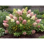 Hydrangea paniculata Jane