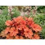 Heuchera Paprika