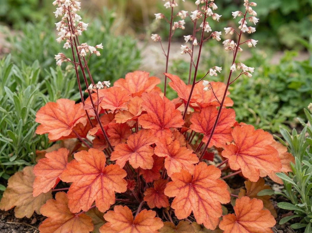 Heuchera Paprika
