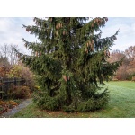 Picea abies