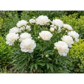 Paeonia lactiflora Duchesse de Nemours