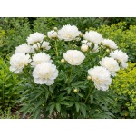 Paeonia lactiflora Duchesse de Nemours