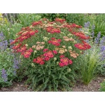 Achillea Firefly Red Pop