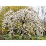 Prunus Snofozam