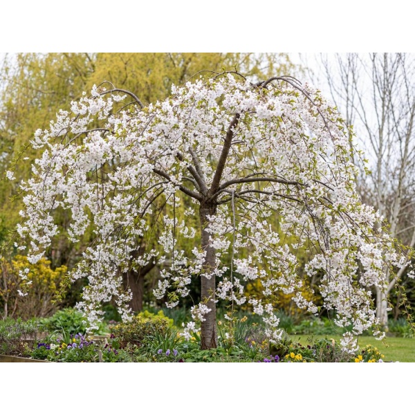 Prunus Snofozam