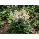 Astilbe Happy Spirit