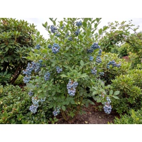 Vaccinium corymbosum Jersey