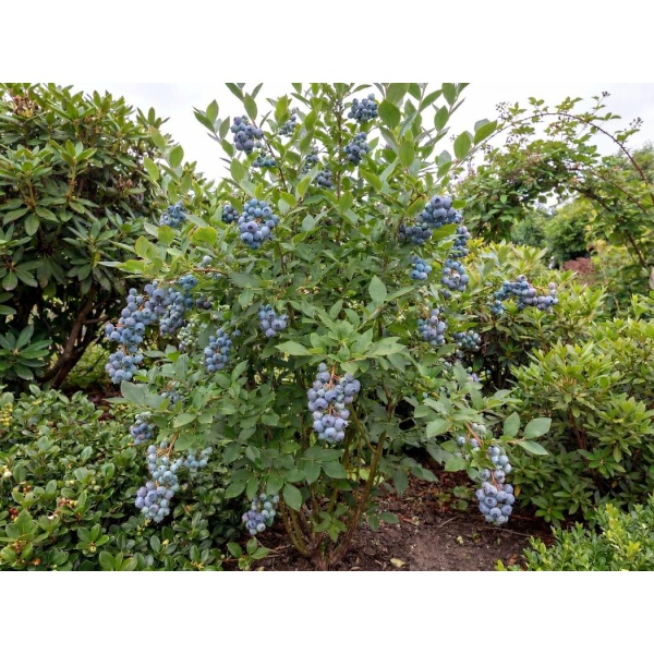 Vaccinium corymbosum Jersey