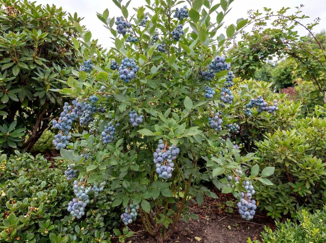 Vaccinium corymbosum Jersey