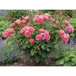 Rosa Boscobel