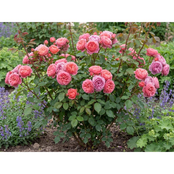 Rosa Boscobel