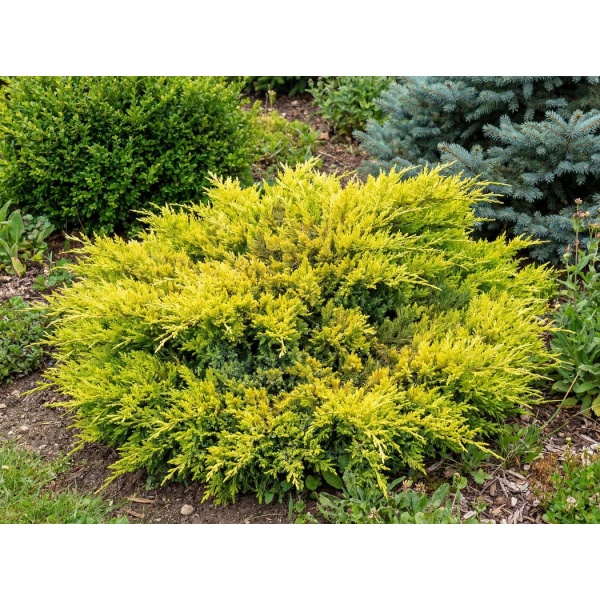 Juniperus horizontalis 'Limeglow'