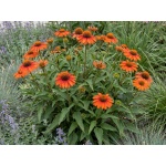 Echinacea hybrida Sombrero Adobe Orange (Balsomador)