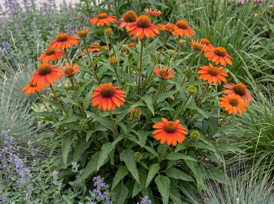 Echinacea hybrida Sombrero Adobe Orange (Balsomador)