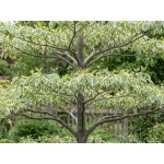 Cornus controversa Variegata