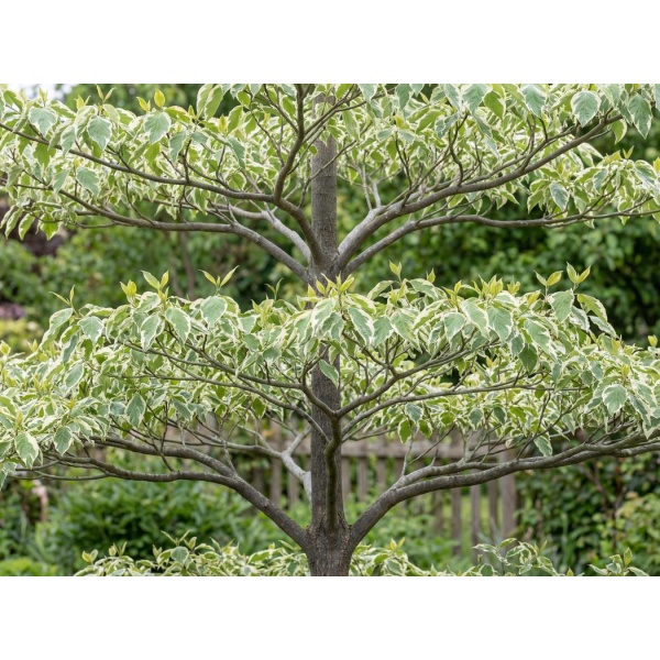 Cornus controversa Variegata