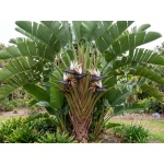 Strelitzia Nicolai White Bird