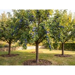 Prunus domestica Stanley