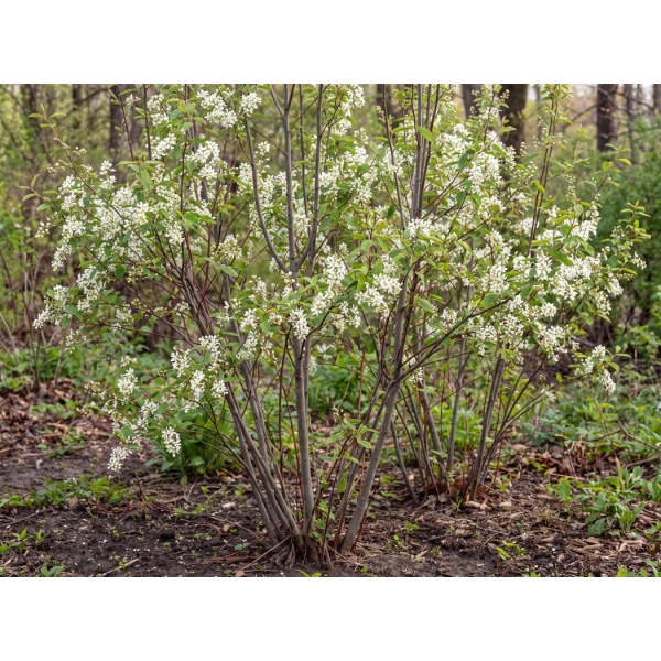 Amelanchier canadensis