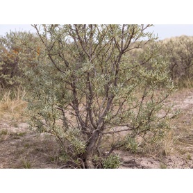 Hippophae rhamnoides Pollmix