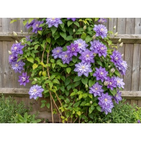 Clematis 'Countess of Lovelace'